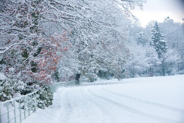 File Image: Image depicting a robin in Marlay Park in Dublin, Ireland during the Christmas holidays...