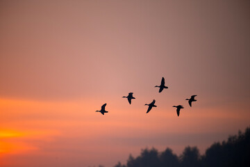 Silhouettes of birds, likely ducks, soar against a vibrant sunrise sky.