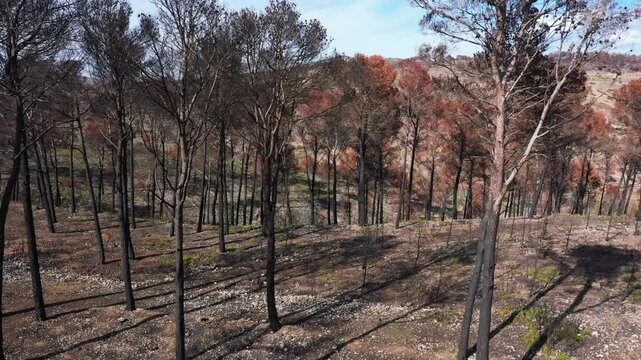 "Imagens impactantes de uma floresta devastada pelo fogo, capturadas em detalhes atrav&eacute;s de uma perspectiva &uacute;nica. O v&iacute;deo ou foto mostra o cen&aacute;rio desolador das &aacute;rvores queimadas, a terra carbonizada