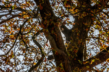 Close-up view of autumnal foliage and tree trunk, sunlit branches.  Sunlight filters through leaves.
