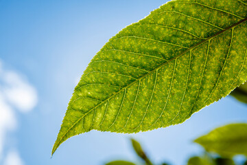 Close-up of a leaf's venation and surface, showing small, light-colored spots.  Clear blue sky is visible in the background.