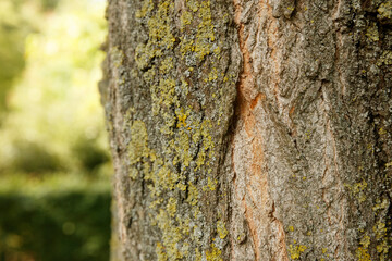Close-up of tree bark with visible lichen and textured bark.  Natural detail.