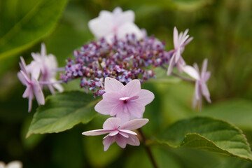Close-up of a cluster of light purple/pink hydrangea blossoms.  Blurred green leaves in the background.  Floral detail.