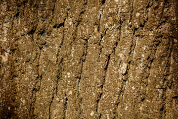 Close-up view of rough, textured tree bark.  Deeply grooved and cracked, with various shades of brown and hints of light-colored lichen.  Natural pattern detail.