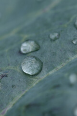 Close-up of water droplets on a textured, greyish-green leaf.  Details of leaf surface and water beading are visible.