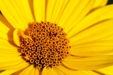 Close-up view of a bright yellow flower's center.  Detailed structure of tiny orange-yellow florets.