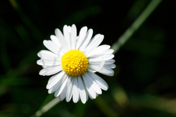 Obraz premium Close-up of a white daisy with a bright yellow center. Blurred dark green background. Floral detail.