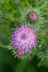 Close-up of a vibrant purple-pink thistle flower.  Fuzzy green background.  Focus on the intricate petals.