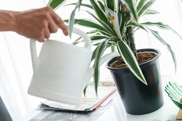 Close-up of a hand watering a houseplant.  White watering can, black pot,  green leaves.