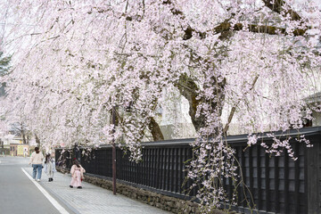 日本角館武家屋敷通りの満開の桜