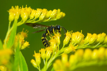 Scoliid wasp foraging on a goldenrod flower in New Hampshire.