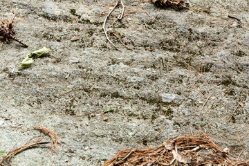 Faint glacial grooves in bedrock in Newbury, New Hampshire.