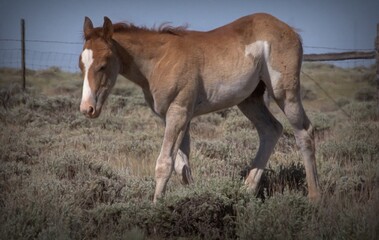 Maynard, Foal of the Year Out of 
Dam: Sprite and Sire: Zander Wild Horse of the Sand Wash Basin in Colorado Sage Brush Mountains