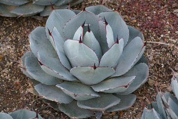 The unique pattern of Artichoke Agave, also known with scientific name Agave parryi var truncata
