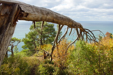 Old branch against the sea. View of the sea from the mountain. Autumn forest.
