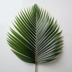 Tropical Palm Leaf on Minimal White Background