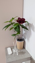 Remote control, aroma diffuser and blooming hibiscus on a shelf in the corner of a living room. Example of floral design of the room, neutral background. Simple composition 