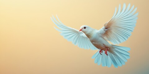 Obraz premium A Majestic White Dove in Mid-Flight Spread Wings Against a Tranquil Gradient Sky at Dawn Capturing the Essence of Freedom and Graceful Flight in Nature's Serenity and Beauty