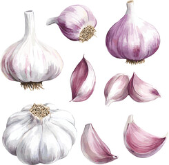 watercolor colorful garlic. Set sketches with cut garlic and clove of garlic. Vector illustration isolated on white background.