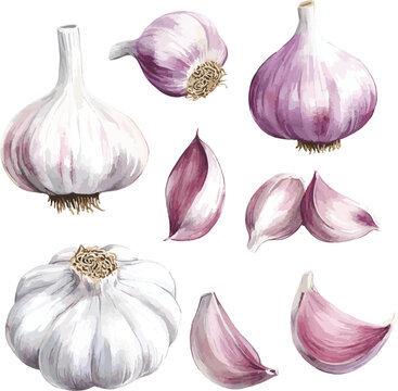 watercolor colorful garlic. Set sketches with cut garlic and clove of garlic. Vector illustration isolated on white background.