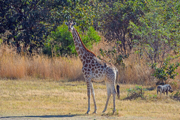 Southern Giraffe Grazing in the Grasslands