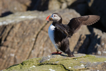 Atlantic puffin on a bird rock in Iceland