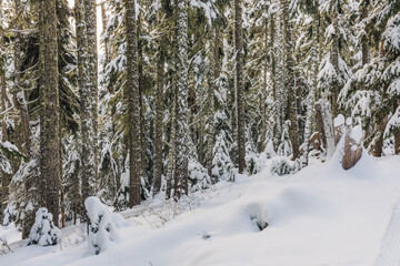 snow covered pine trees