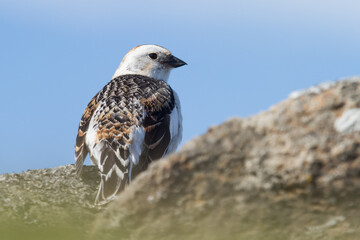 Snow bunting in Iceland