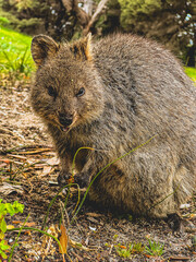 Quoka in Rottnest Island next to Perth