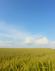 Fototapeta premium Field and sky, vintage background, with white tones