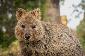 Quoka in Rottnest Island next to Perth