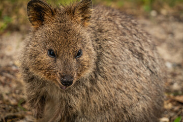 Quoka in Rottnest Island next to Perth