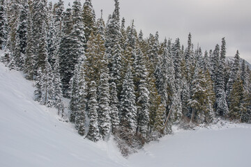 snow covered pine trees in winter
