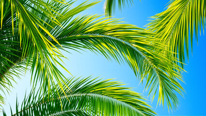 palm tree leaves