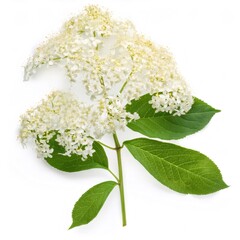 Studio shot of a elderberry branch with small white flowers, isolated on a white background, creating a delicate and elegant composition
