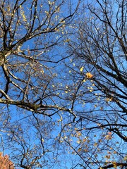 冬の青空と木の枝