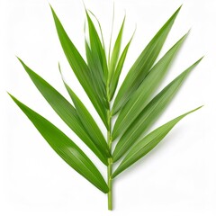 Obraz premium Studio shot of a giant reed branch with long green leaves, isolated on a white background