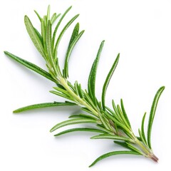 Fototapeta premium Sprig of rosemary with fresh green leaves isolated on white background, full depth of field