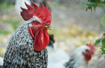 rooster with a large red comb, owner of the chicken coop. a poultry with a menacing appearance and...