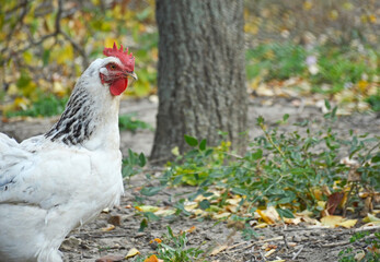 a chicken with white feathers and a red comb walks in the garden. raising poultry for eggs and meat