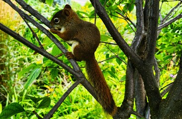 squirrel on tree
