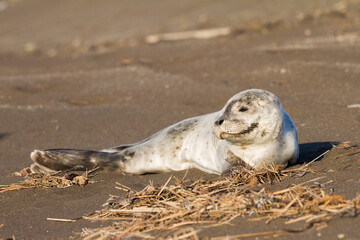 young common seal in iceland