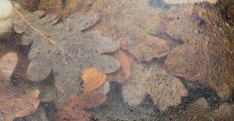 texture of leaves under ice