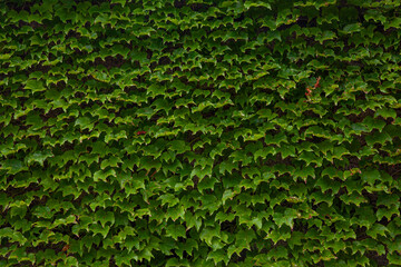 Dense Green Ivy Leaves Covering a Wall in Nature Pattern