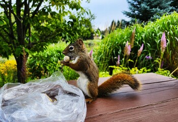 squirrel eating nut