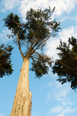 Pins du littoral breton - France