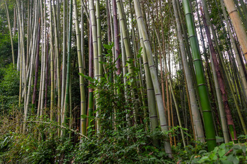 Fototapeta premium Dense Bamboo Forest with Vibrant Green Stems in a Natural Setting