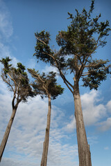 Pins du littoral breton - France
