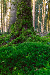 moss, forest, nature, tree, tree stump, trunk, trees, mossy, green, autumn, wallpaper, root