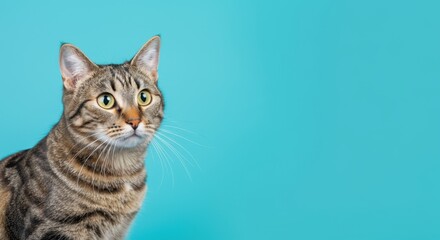 Obraz premium Tabby cat with green eyes staring ahead against teal background